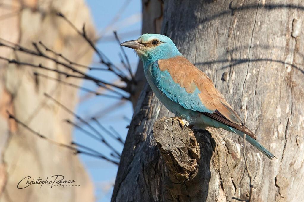 L'Oiseau Bleu Flamant Roubia Buitenkant foto